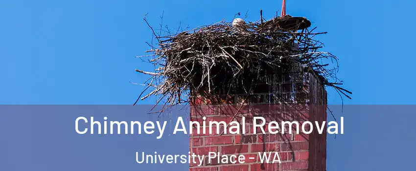 Chimney Animal Removal University Place - WA