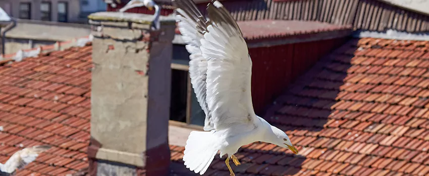 Residential Chimney Animal Removal Solution in University Place, WA