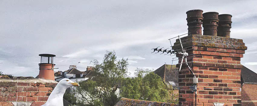 Chimney Cleaning And Restoration in University Place, Washington